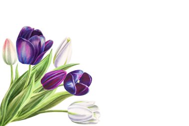 beyaz arka planda lale buket illüstrasyon