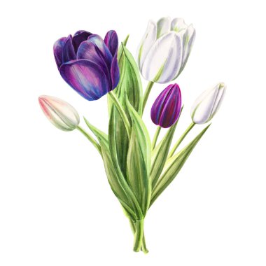 beyaz arka planda lale buket illüstrasyon