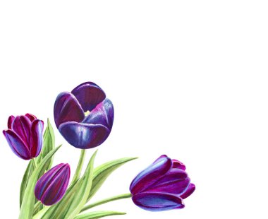 beyaz arka planda lale buket illüstrasyon