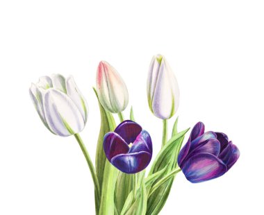 beyaz arka planda lale buket illüstrasyon