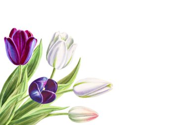 beyaz arka planda lale buket illüstrasyon