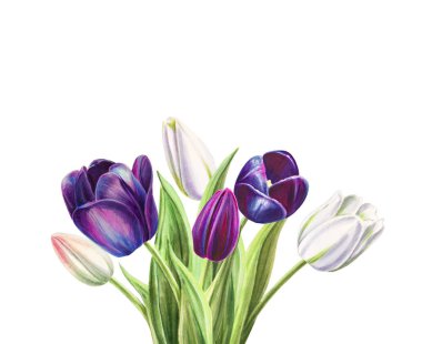 beyaz arka planda lale buket illüstrasyon