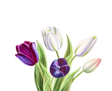 beyaz arka planda lale buket illüstrasyon