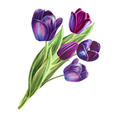 beyaz arka planda lale buket illüstrasyon