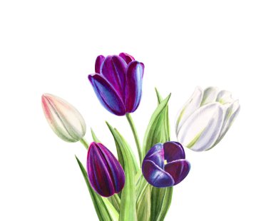 beyaz arka planda lale buket illüstrasyon