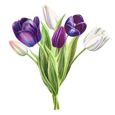 beyaz arka planda lale buket illüstrasyon