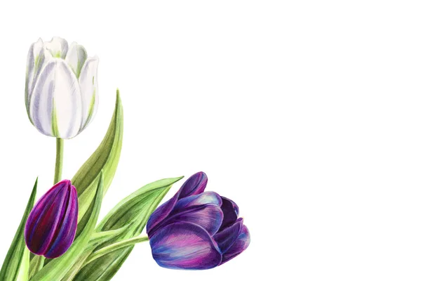 Tulips Bouquet Illustration White Background — Stock Photo, Image