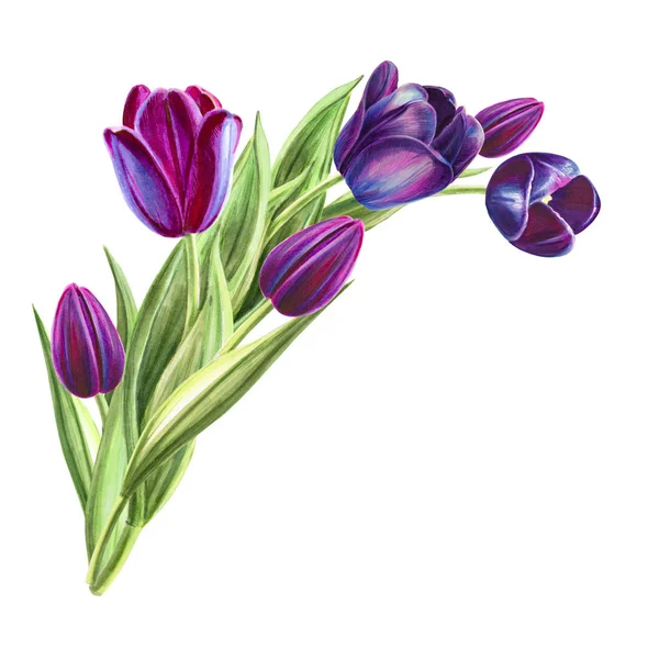 Tulips Bouquet Illustration White Background — Stock Photo, Image