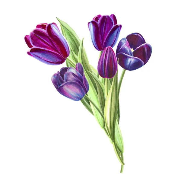 Tulips Bouquet Illustration White Background — Stock Photo, Image