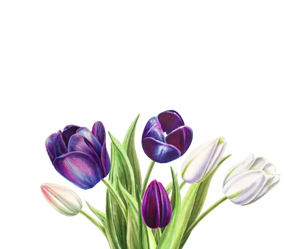 Ramo Tulipanes Ilustración Sobre Fondo Blanco — Foto de Stock