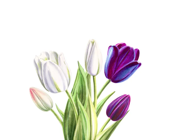 Tulips Bouquet Illustration White Background — Stock Photo, Image