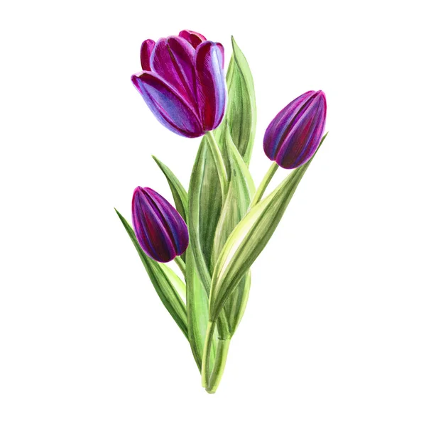 Tulips Bouquet Illustration White Background — Stock Photo, Image