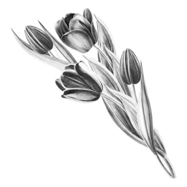 Bouquet Tulipes Illustration Noir Blanc Sur Fond Blanc — Photo