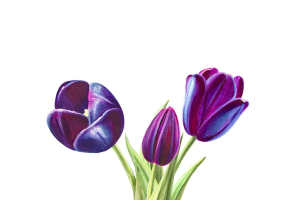 Tulips Bouquet Illustration White Background — Stock Photo, Image