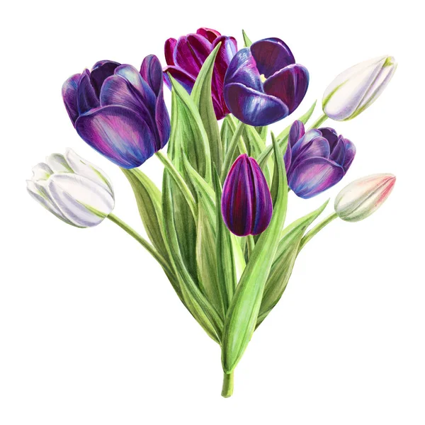 Tulips Bouquet Illustration White Background — Stock Photo, Image