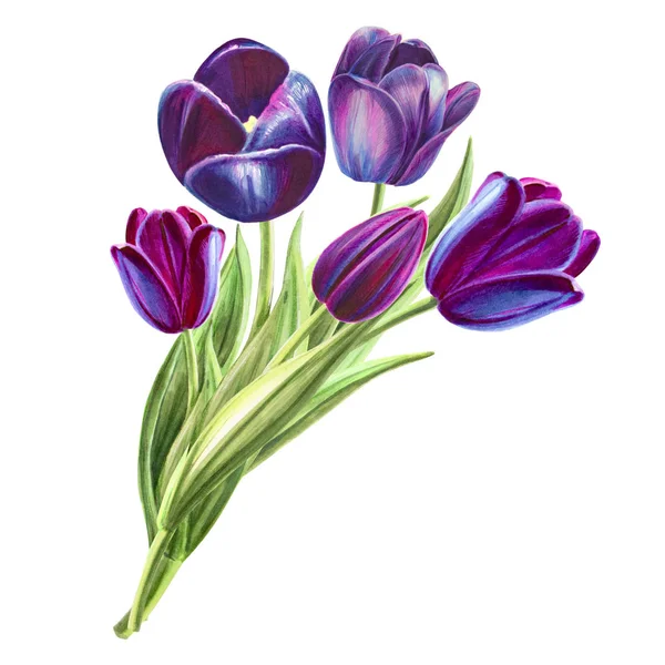 Tulips Bouquet Illustration White Background — Stock Photo, Image