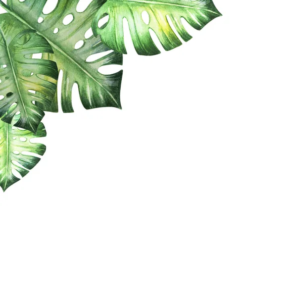 Акварель Тропических Листьев Белом Фоне — стоковое фото