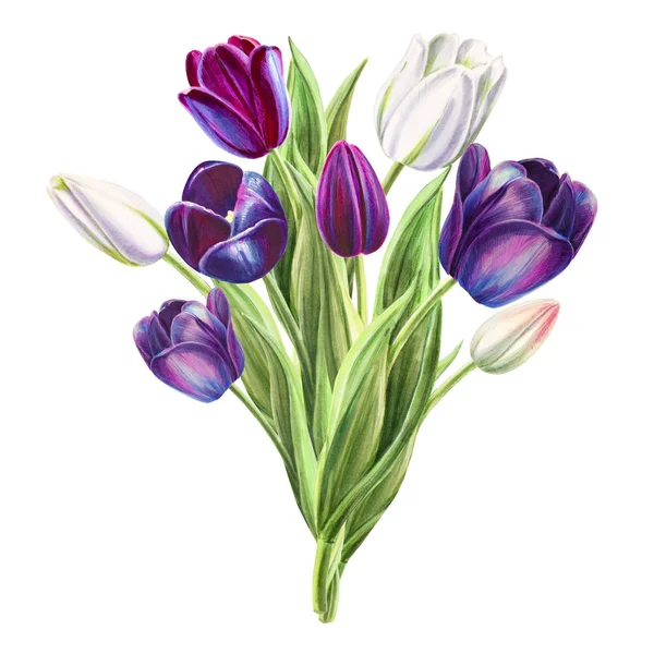 Tulips Bouquet Illustration White Background — Stock Photo, Image