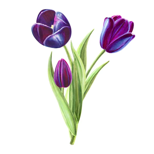 Tulipán Csokor Illusztráció Fehér Alapon — Stock Fotó