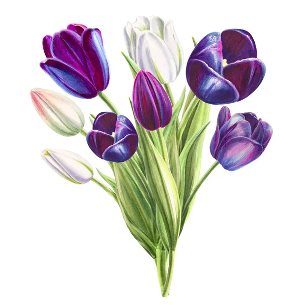 Tulips Bouquet Illustration White Background — Stock Photo, Image