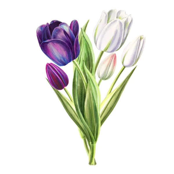 Tulips Bouquet Illustration White Background — Stock Photo, Image