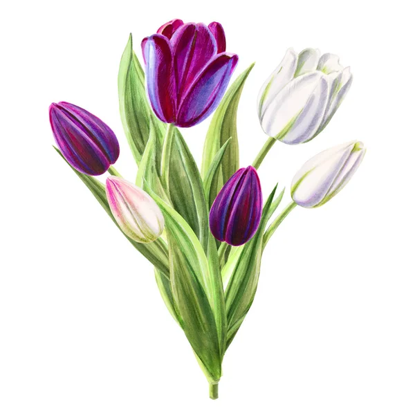 Tulips Bouquet Illustration White Background — Stock Photo, Image