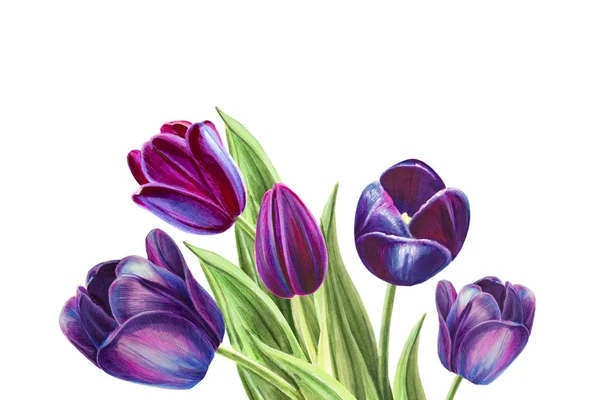 Tulips Bouquet Illustration White Background — Stock Photo, Image