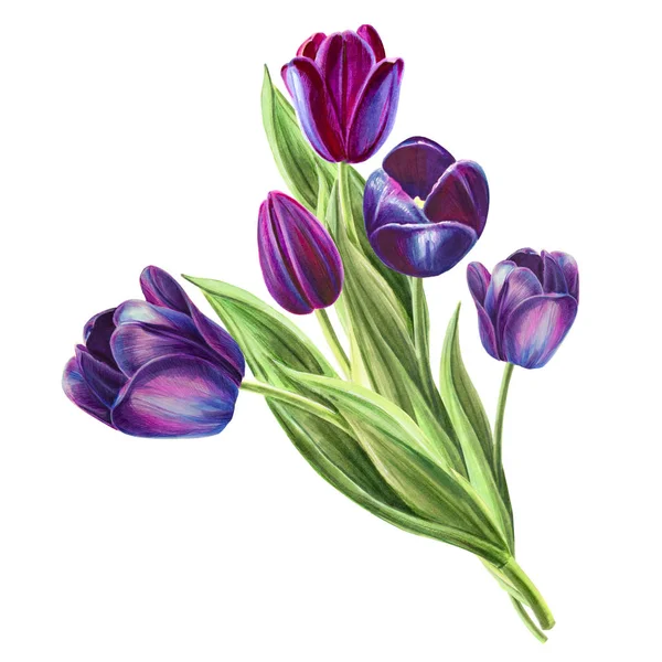 Tulips Bouquet Illustration White Background — Stock Photo, Image