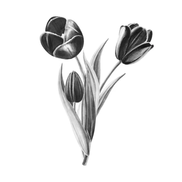 Tulpenstrauß Schwarz Weiße Abbildung Auf Weißem Hintergrund — Stockfoto