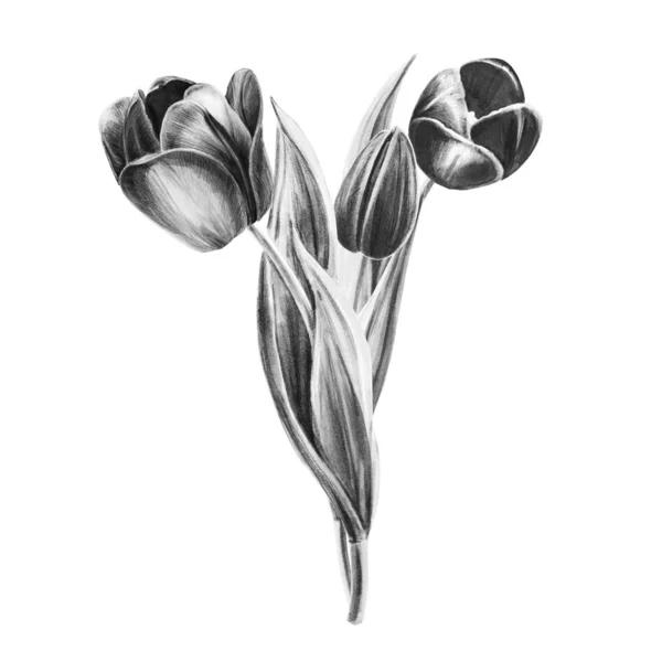 Bouquet Tulipes Illustration Noir Blanc Sur Fond Blanc — Photo