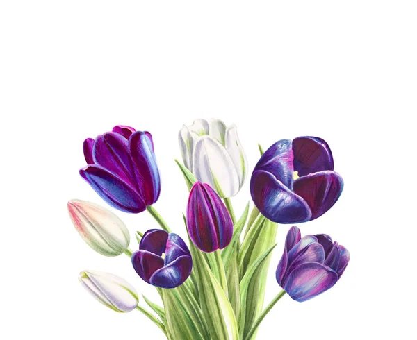 Ramo Tulipanes Ilustración Sobre Fondo Blanco — Foto de Stock