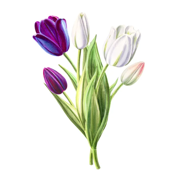 Tulips Bouquet Illustration White Background — Stock Photo, Image