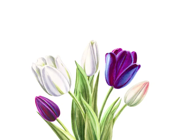 Tulips Bouquet Illustration White Background — Stock Photo, Image