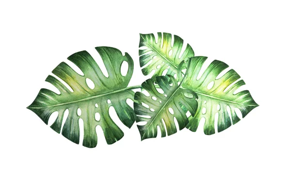 Feuilles Tropicales Aquarelle Illustration Sur Fond Blanc — Photo