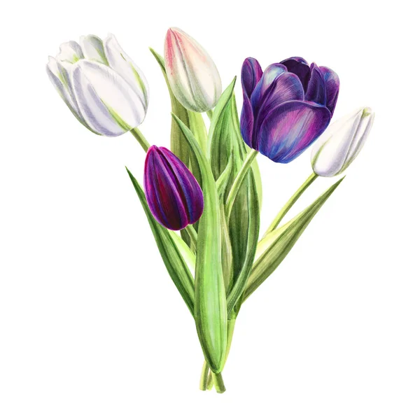 Tulips Bouquet Illustration White Background — Stock Photo, Image