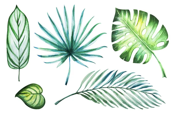 Feuilles Tropicales Aquarelle Illustrations Ensemble — Photo