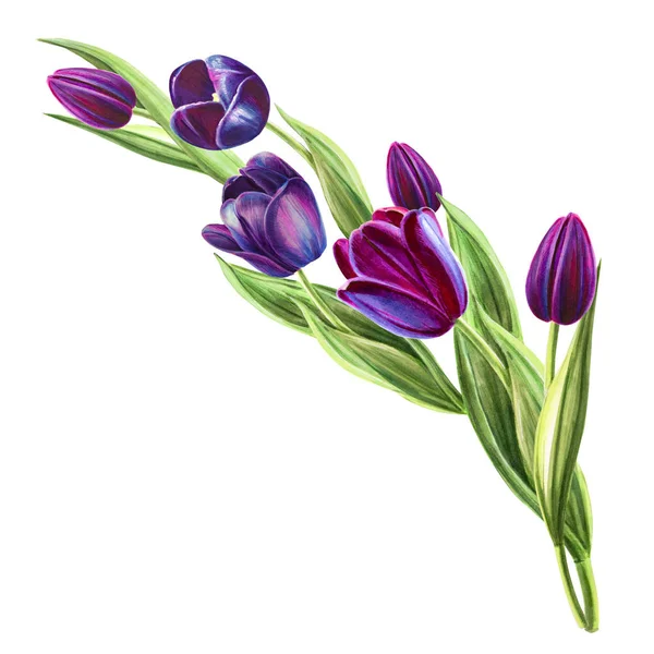Bouquet Tulipes Illustration Sur Fond Blanc — Photo