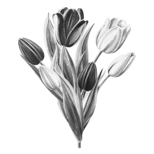 Bouquet Tulipes Illustration Noir Blanc Sur Fond Blanc — Photo