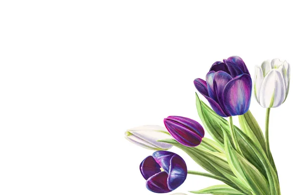Bouquet Tulipes Illustration Sur Fond Blanc — Photo