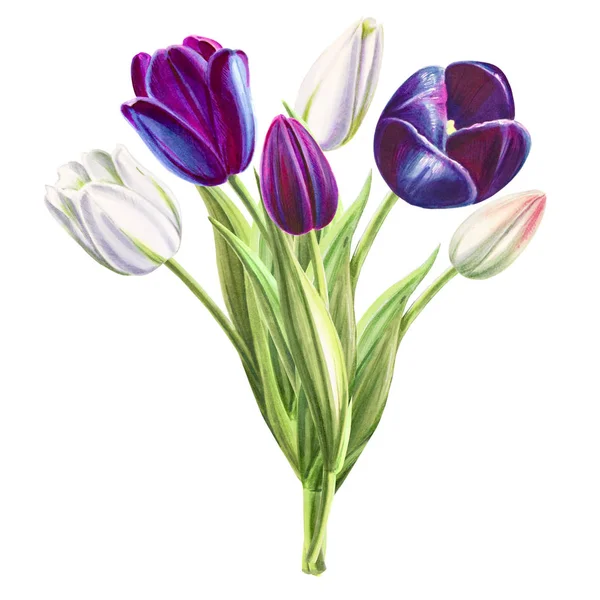Tulips Bouquet Illustration White Background — Stock Photo, Image