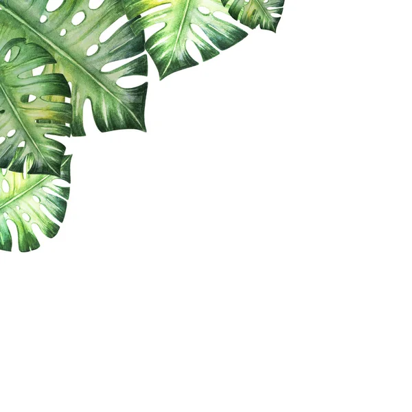 Tropische Blätter Aquarell Illustration Auf Weißem Hintergrund — Stockfoto