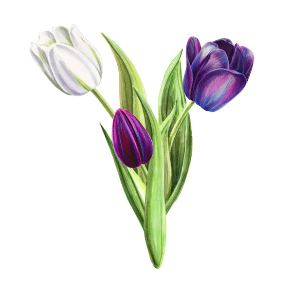 Tulips Bouquet Illustration White Background — Stock Photo, Image