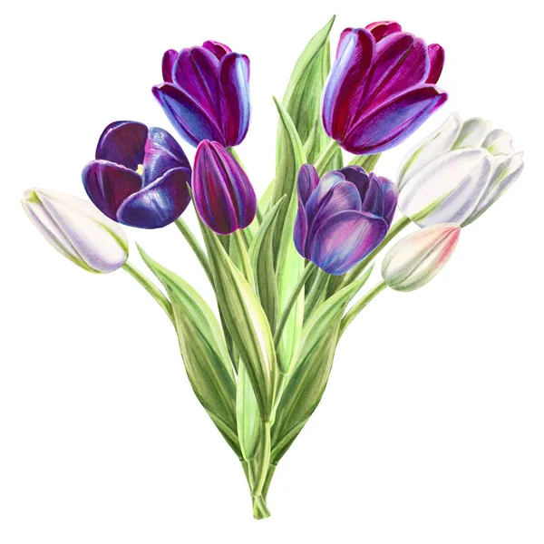 Tulips Bouquet Illustration White Background — Stock Photo, Image