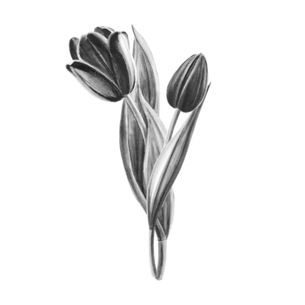 Buquê Tulipas Ilustração Preto Branco Sobre Fundo Branco — Fotografia de Stock