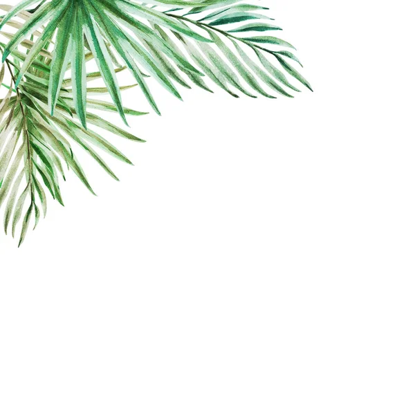 Акварель Тропических Листьев Белом Фоне — стоковое фото