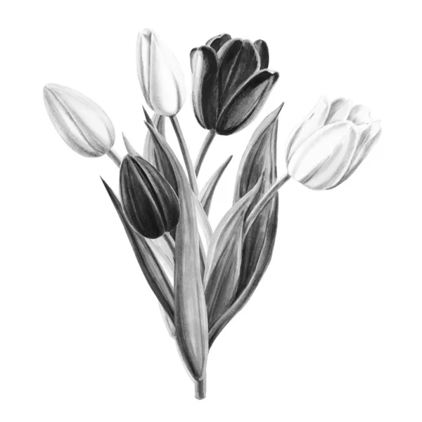 Ramo Tulipanes Ilustración Blanco Negro Sobre Fondo Blanco — Foto de Stock