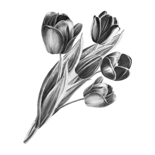 白い背景にチューリップブーケ 白黒のイラスト — ストック写真