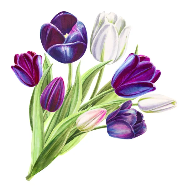 Tulips Bouquet Illustration White Background — Stock Photo, Image