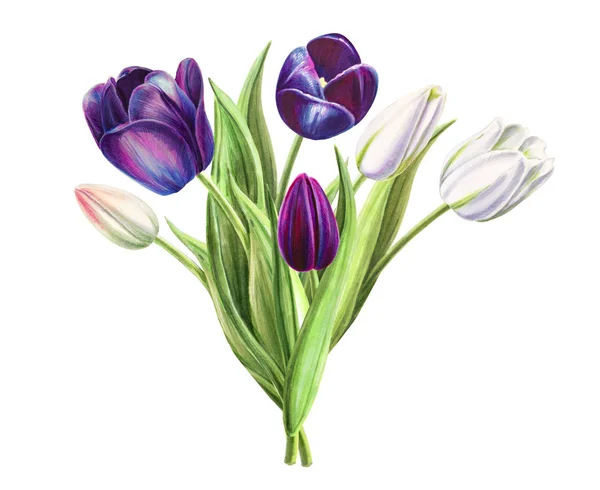 Tulips Bouquet Illustration White Background — Stock Photo, Image