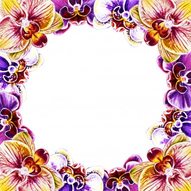 suluboya illüstrasyon, orkide çiçek çerçeve